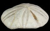 Jurassic Sea Urchin (Clypeus plotti) - England #65847-1